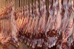 Halal Goat Carcass