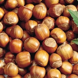 hazelnut in shell ,hazelnut kernels ,organic hazelnut
