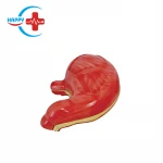 HC-S250 Medical science human magnified organ  PVC stomach anatomical model