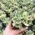 Import High quality cluster succulent alive natural succulents  real succulent wholesale live plants from China