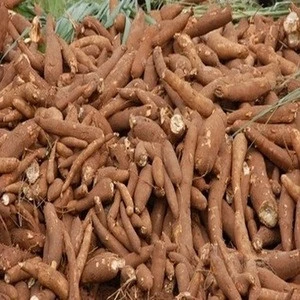 High Quality Fresh Cassava for Sale