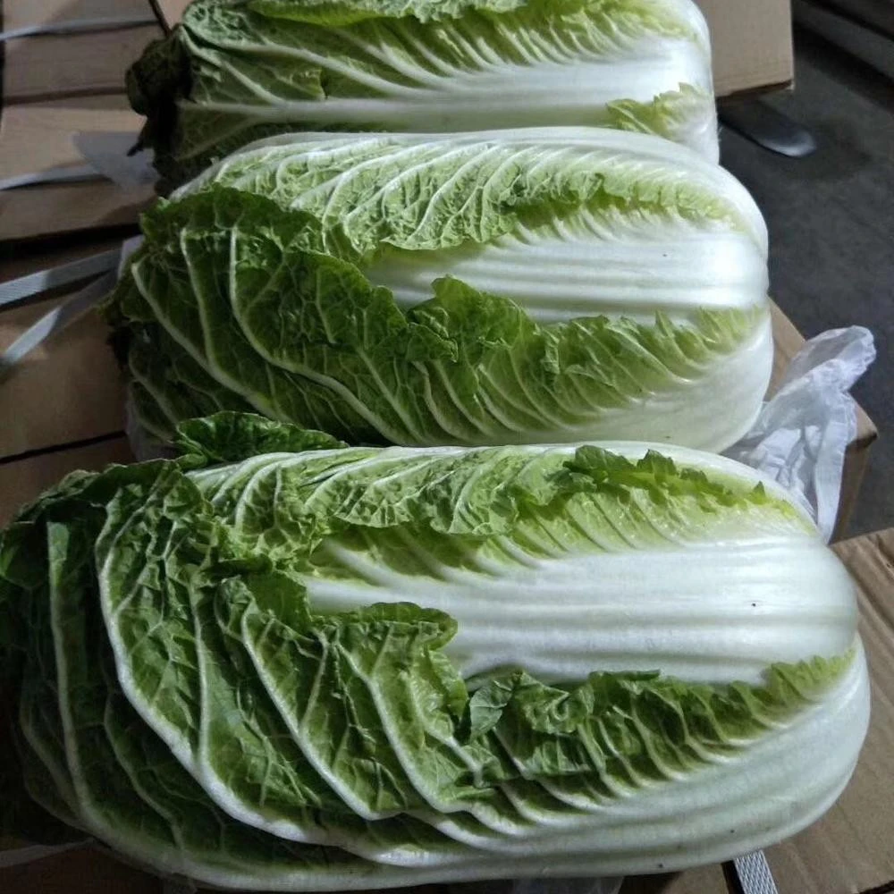 High quality fresh Chinese long cabbage