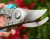 Import High quality Garden shears Garden Pruner, Garden bypass Pruning Scissors with rubber TPR handle from China