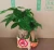 Import high quality low price promotion popular  Pachira Fortune tree ornamental live real natural plant from China