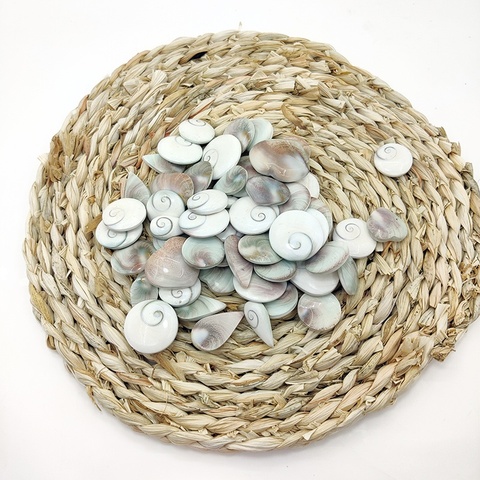 Sun Shell Thing Buy High Quality Natural Sun Shell Love Small Conch Fossil Crystal ...