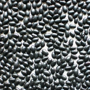 High Quality Organic Black Kidney Beans