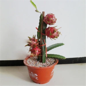 High quality pot planting pitaya seeds / dragon fruit seeds /Hylocereus polyrhizus seeds for growing