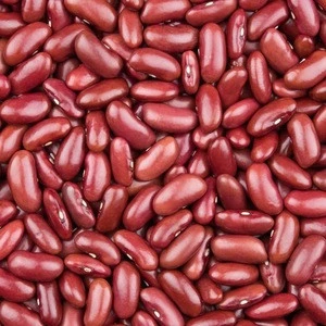 High Quality REd Kidney Beans