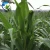 Import High Sprouting Rate Fodder Grass Seeds Pasture Seeds Sweet Sorghum Dochna Sorghum Bicolor Seeds from China