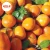 Import Hot sale Fresh Citrus Fruits / Fresh Mandarin Oranges / Naval Orange / Valencia Orange / Oranges from Pakistan