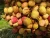 Import hot selling Fresh lychee / litchi / lichee / litchee / exotic fruit from Pakistan