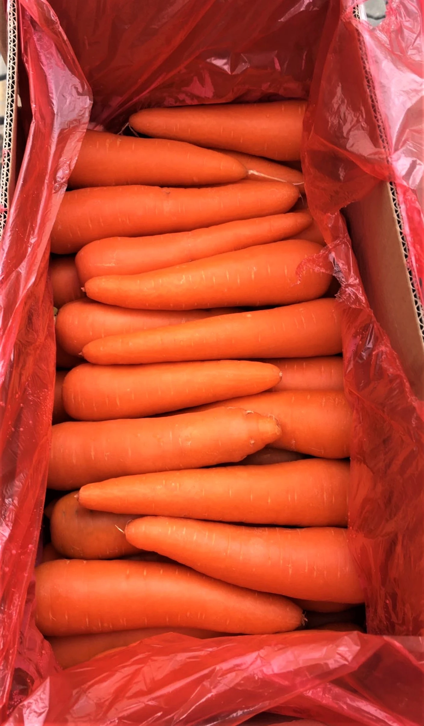 Importing Agricultural Healthy Products Fresh Carrots From Trung My Company Vietnam