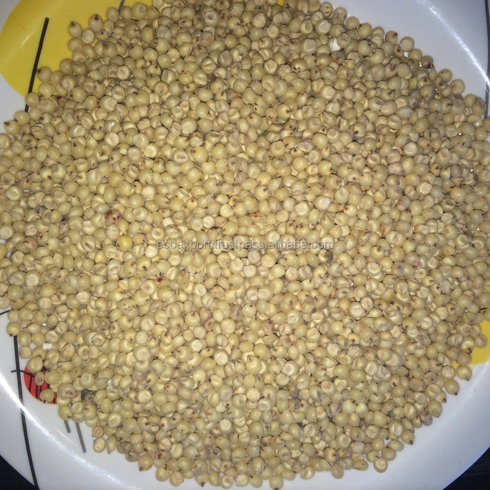 Indian Sorghum/Jowar with high protein and vitamins