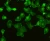 Import Inverted Fluorescent Biological Microscope from China