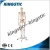 Import Kingstic human skeleton anatomic models in medical science from China