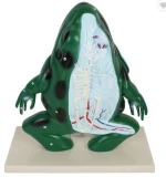 Large enough and detailed enough school education frog dissection aids biology model teaching
