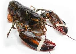 Live Lobsters/Fresh Chilled Lobster/Frozen Lobsters!