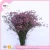 Import Many colour to choose fresh cut Limonium statice flower from China