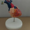 Medical Science Two Parts Human Heart Anatomy Model