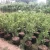 Import microgreen trays 35 gal hemp fiber bags cheap flower pots from China