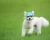 Import Mix design all seasons dog baseball hat ear dog hat pet hat accessories from China
