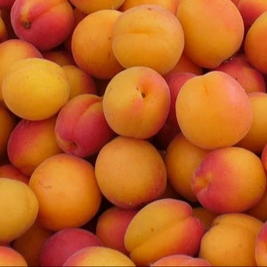 Natural Bulk Bitter Apricot Kernel
