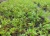 Import natural cinnamomum kanehirae plant from China