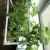 Import New arrival pot plants for vertical gardening from China