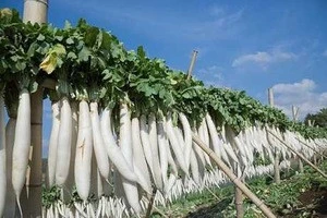 New crop White Radish at Cheap price from Viet Nam