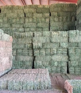 Organic Alfalfa Hay for Animal Feed, Alfalfa Hay bales high quality