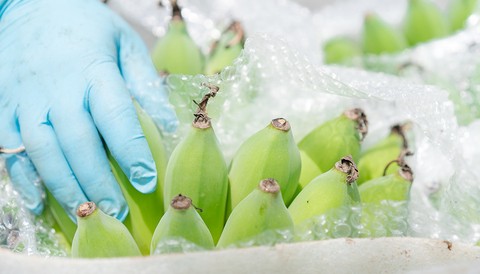 Organic Cultivation Type GlobalGap Certification AA Grade Green Color Fresh Cavendish Banana From Vietnam