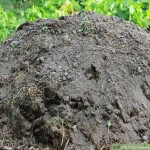 organic fertilizer