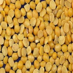 Organic Football Red Lentils ,Split Lentils