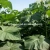Import Phy certificate hybrid paulownia 9501 seed Heze from China