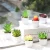 Import Pottery Clay Artificial Succulent Plants Succulent Plants Small Size Plastic Bonsai For Living Room Home Decorative from China