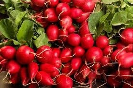Premium quality FRESH RADISH/PEPPER/Garlics/GINGER/VEGETABLES SPICES AND HERBS CHEAP PRICE