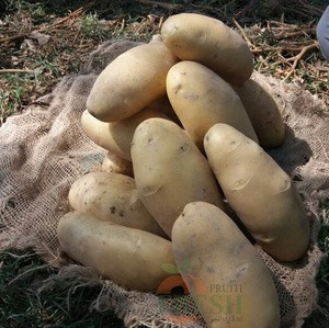 Quality Potato 2018 (Holland Seed, 100 Gram Plus) Pakistan