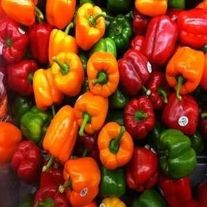 Red and Yellow Capsicums for sale