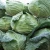 Import Seasonal cabbage, export package vegetables,export cabbage from China