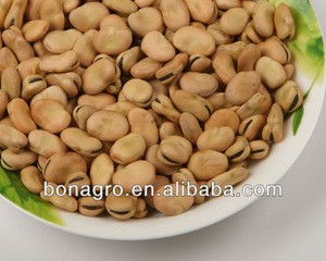 sell 2013 crop chinese dry broad beans
