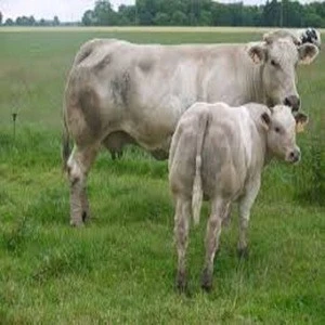 Simmental Cattle  Limousine cattle, Charolais cattle for sale