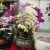 Import Subtropical Climate Singapore Orchid, Phalaenopsis Seedlings Greenhouse For Sale from China