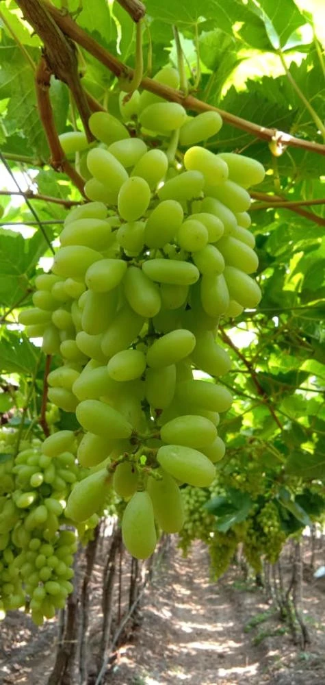 Super Sonaka Grapes For Export