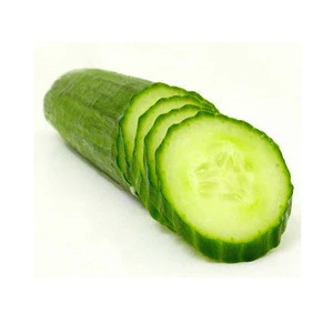 SUPPLY FRESH CUCUMBER WITH BEST PRICE AND HIGH QUALITY