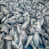 Sweet Water Tilapia Fish Fish Supplier Form Bangladesh
