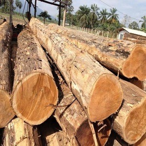Ukraine Wood Logs