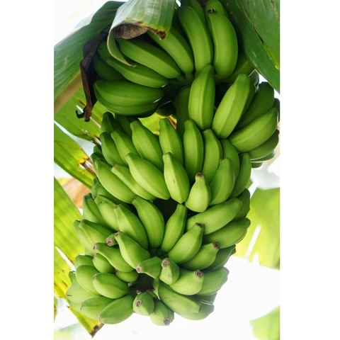 Vietnam Sweet Taste Tanachi Brand Name GlobalGap Certification 12 weeks Maturity Fresh Green Cavendish Banana
