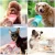 Import Water Drinking Outdoor Portable Pet Travel Bottle For Pets from China