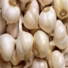 white fresh garlic with high quality & great specifications
