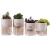 Import white plastic nursery plant pots for succulents from China
